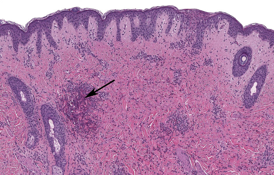 Histology and Histochemistry