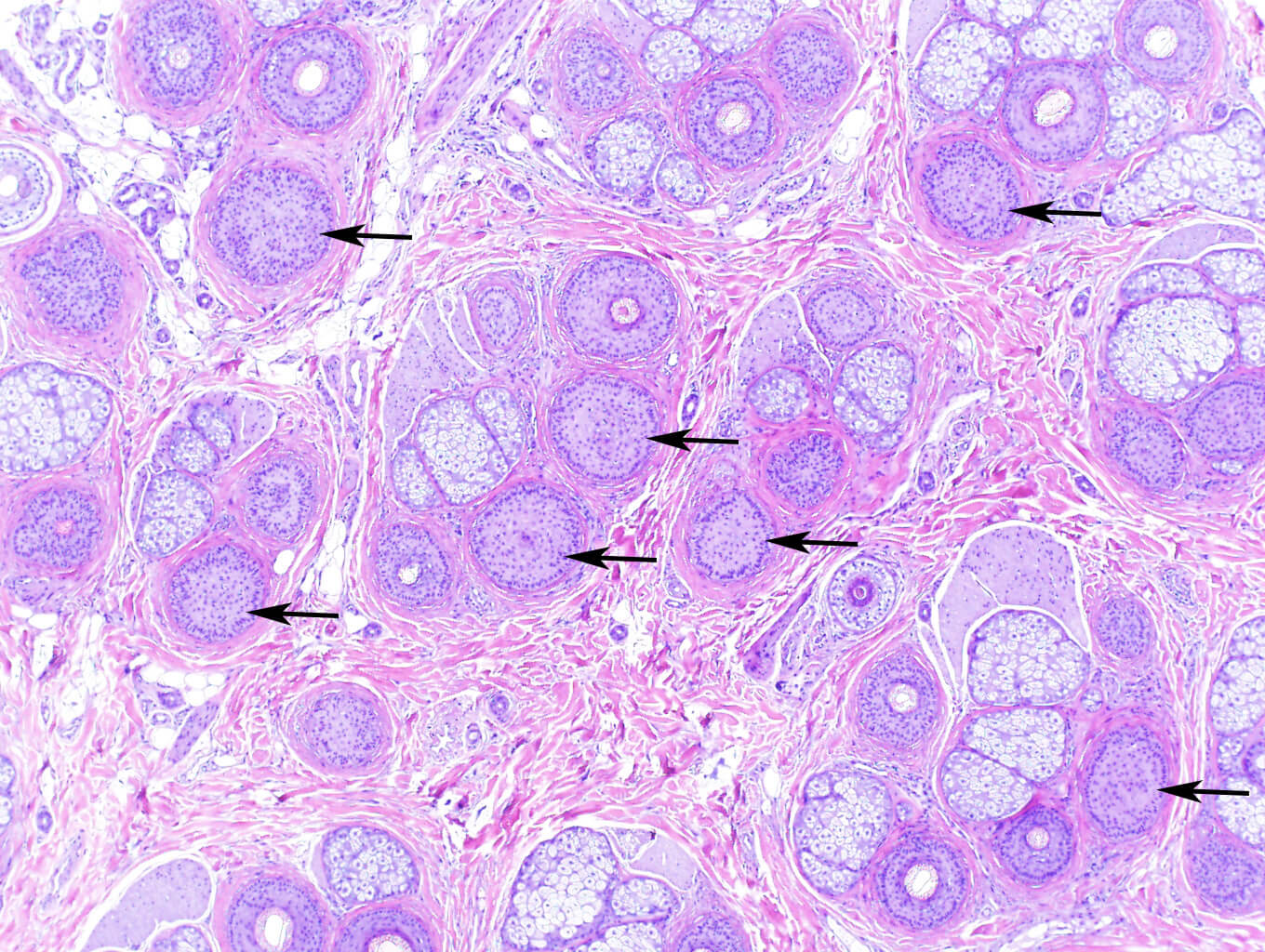 Histology and Histochemistry