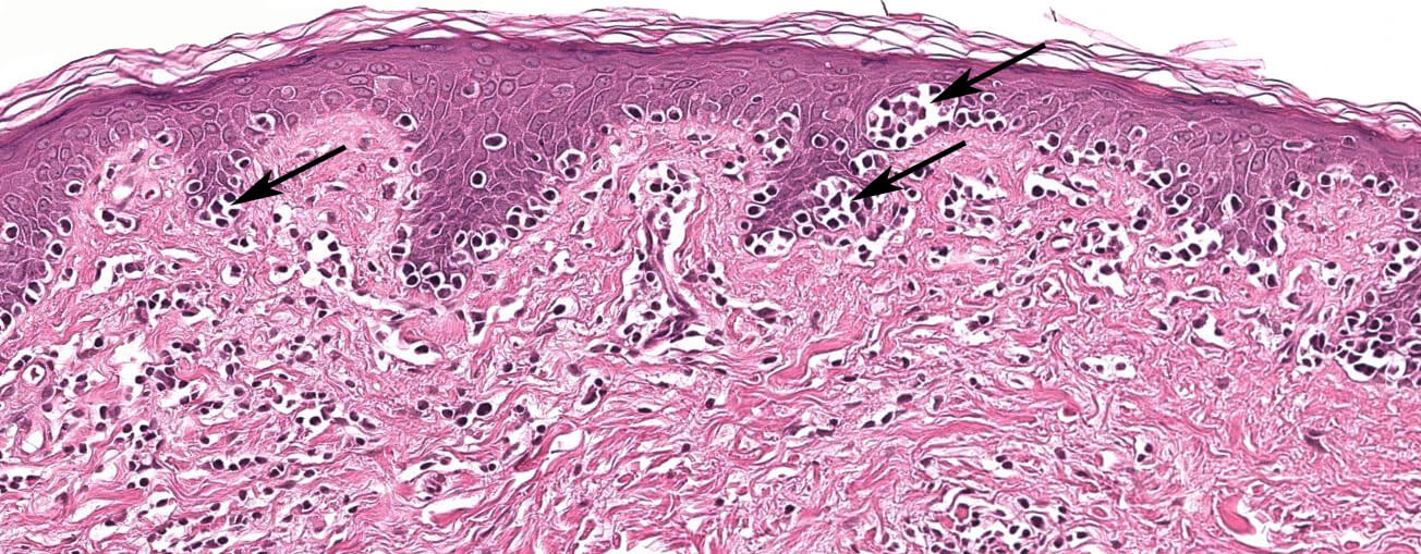 Histology and Histochemistry