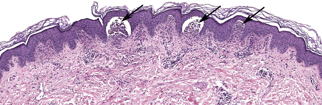 Histology and Histochemistry