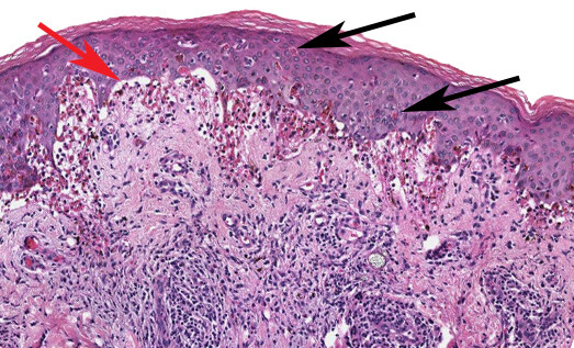 Histology and Histochemistry