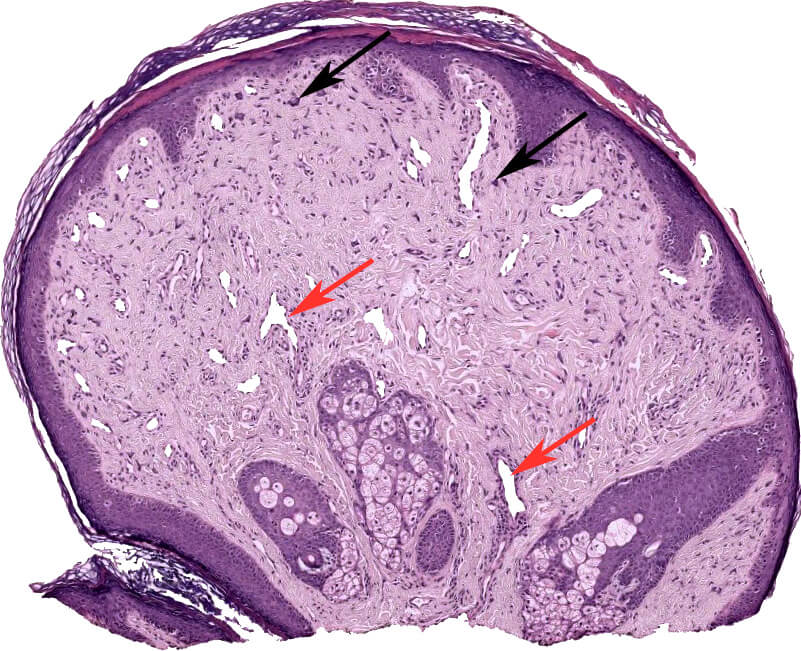 Histology and Histochemistry