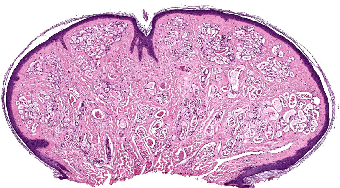 Histology and Histochemistry