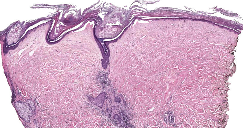 Histology and Histochemistry