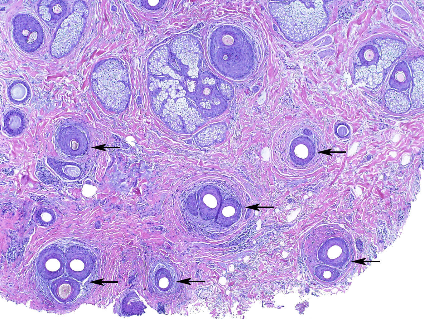 Histology and Histochemistry