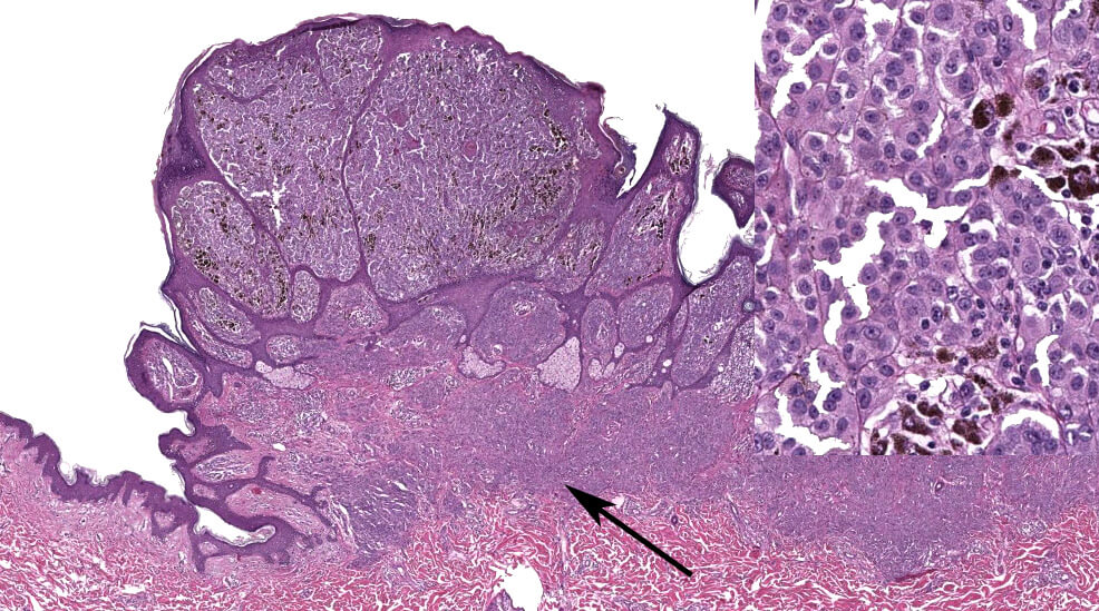 Histology and Histochemistry