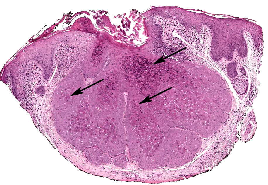 Histology and Histochemistry