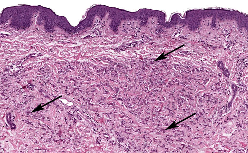 Histology and Histochemistry