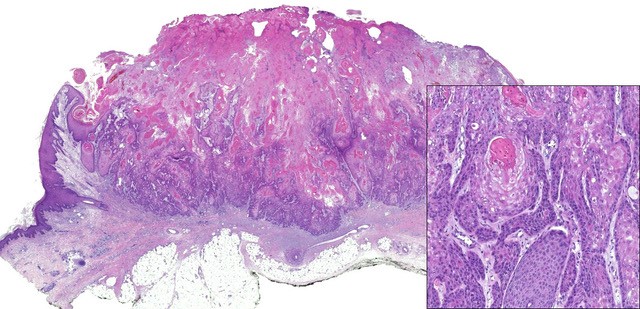 Histology and Histochemistry