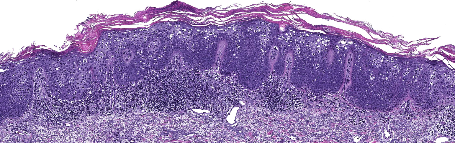 Histology and Histochemistry