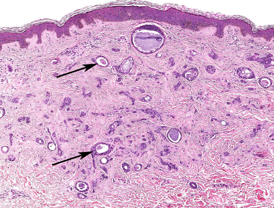 Histology and Histochemistry