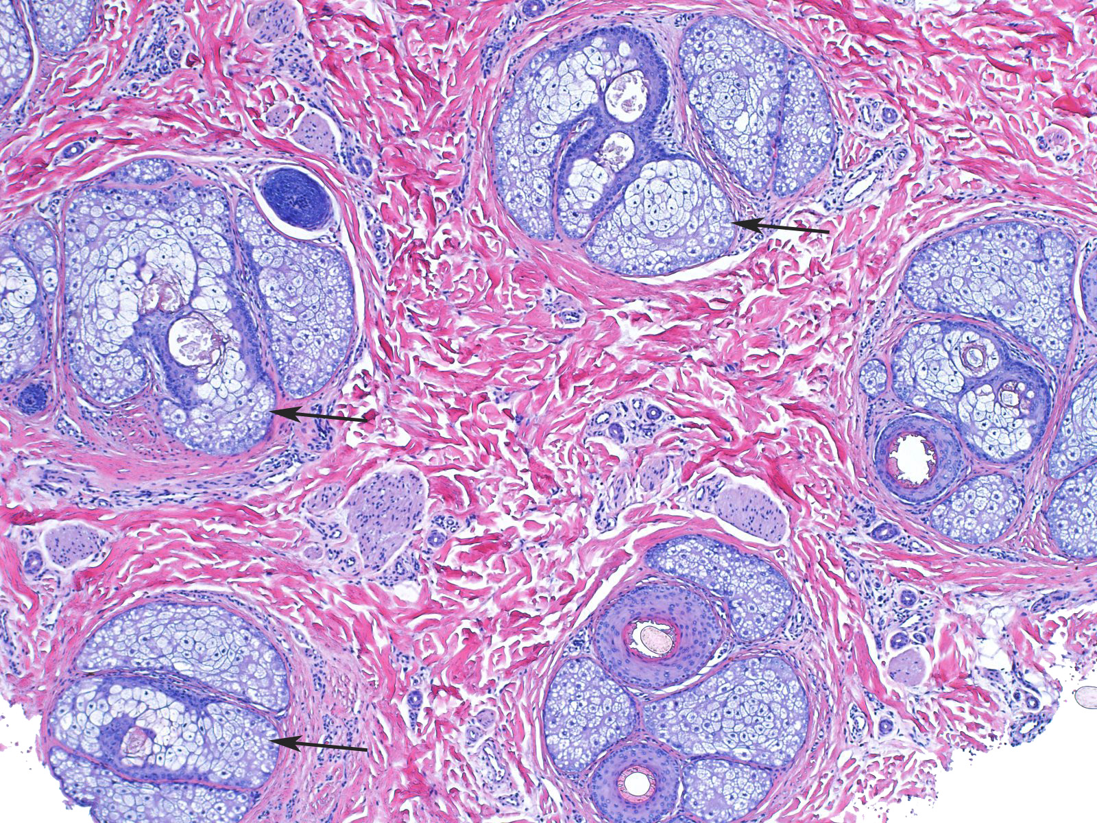 Histology and Histochemistry