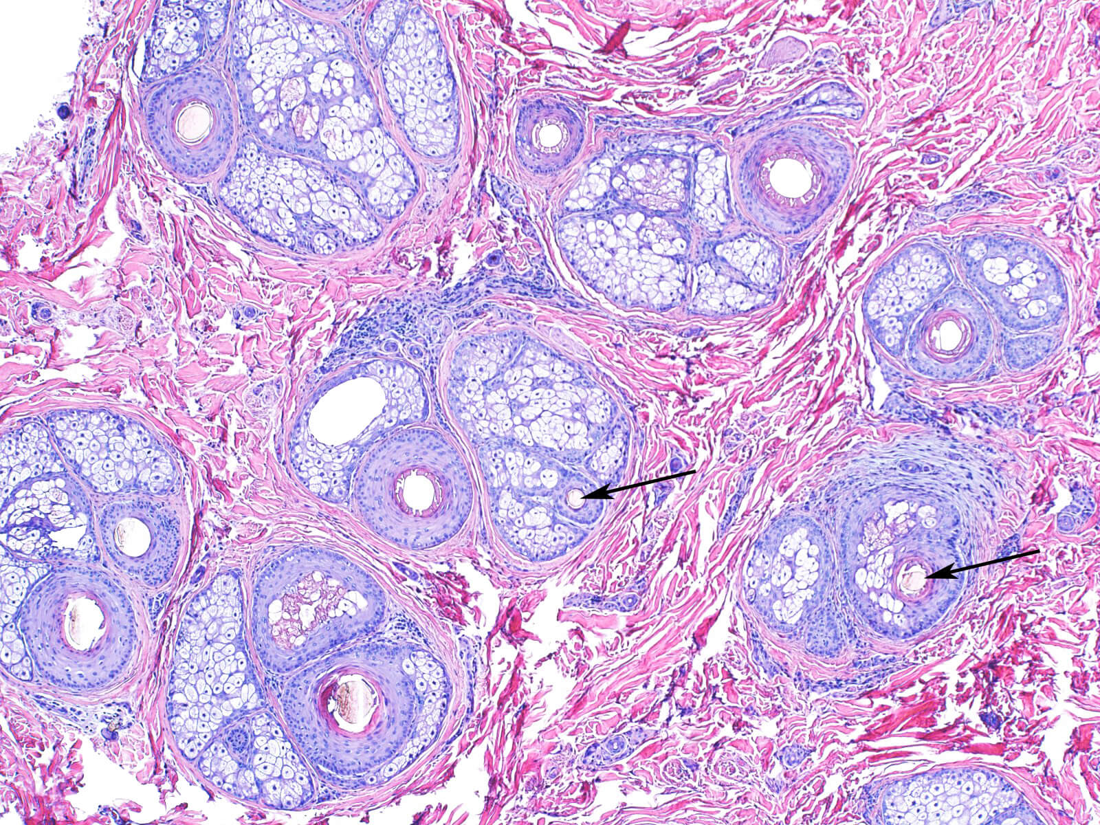 Histology and Histochemistry